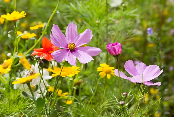 Bir Çayırda Büyüyen Güzel Kır Çiçekleri Telifsiz Stok Imajlar