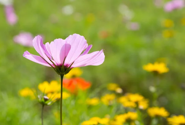 Gyönyörű Vadvirágok Növekszik Réten Stock Fotó