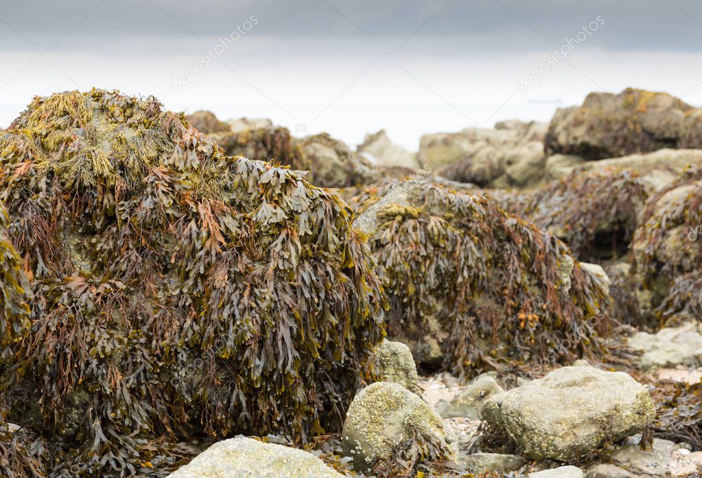 Bladder wrack seaweed growing on rocks at low tide