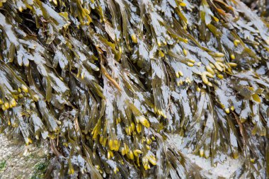Düşük tide kayaların üzerinde büyüyen mesane batık deniz yosunu