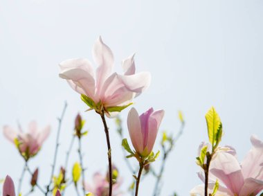 Güzel soluk pembe Manolya Çiçeği