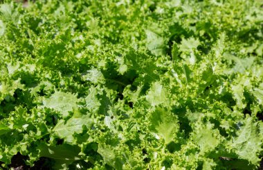 Parlak yeşil hindiba salata sebze