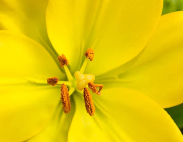 Close Bright Yellow Lily — Stock Photo, Image