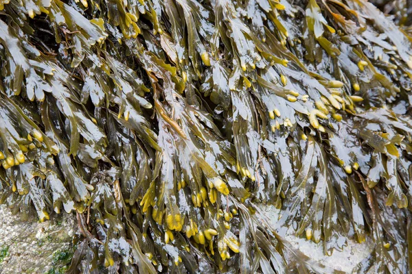 Düşük tide kayaların üzerinde büyüyen mesane batık deniz yosunu