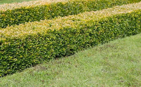 Decoratieve Vierkant Gesneden Vak Hedge — Stockfoto