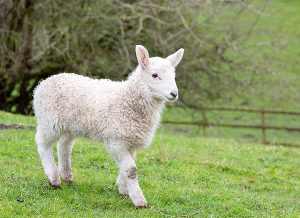 Young Welsh Mountain Sheep Lamb — Stock Photo, Image