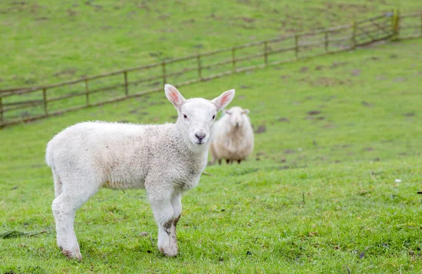 Young Welsh Mountain Sheep Lamb — Stock Photo, Image