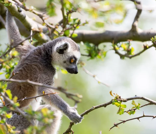 Young Ring Tailed Lemur Playing Tree — Stock Photo, Image