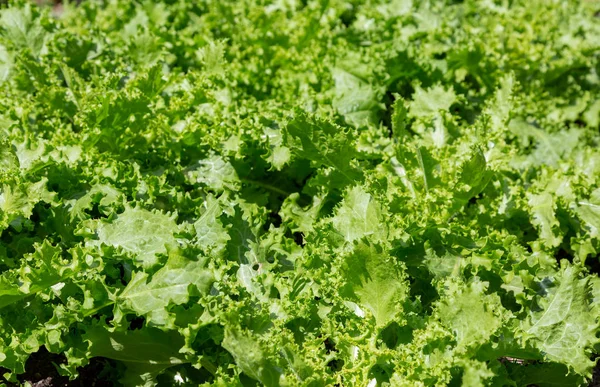 Parlak yeşil hindiba salata sebze