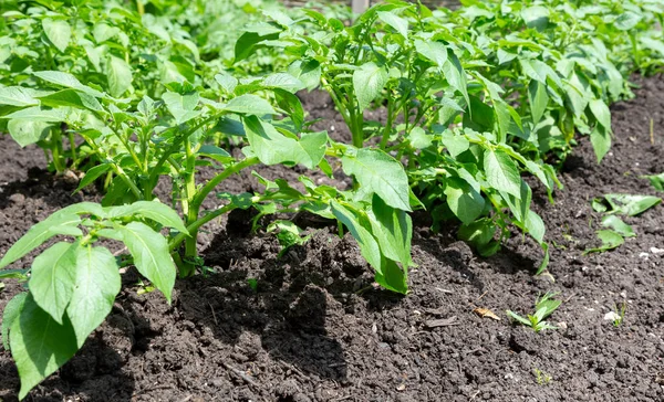 Satır genç patates bitkilerin