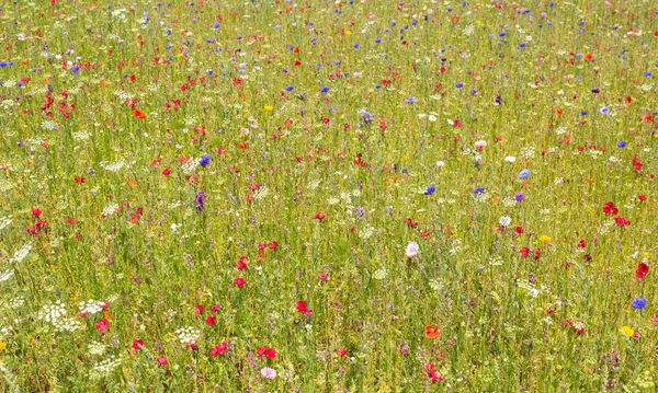 Mooie Wilde Bloemen Groeien Een Weiland — Stockfoto