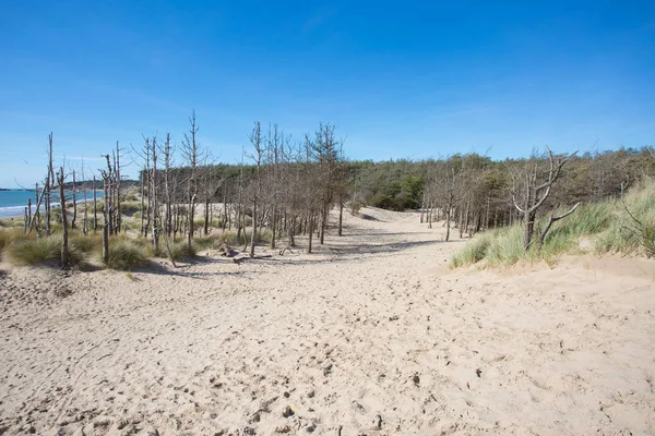 Dood Pijnbomen Newborough Anglesey Noord Wales Rechtenvrije Stockafbeeldingen