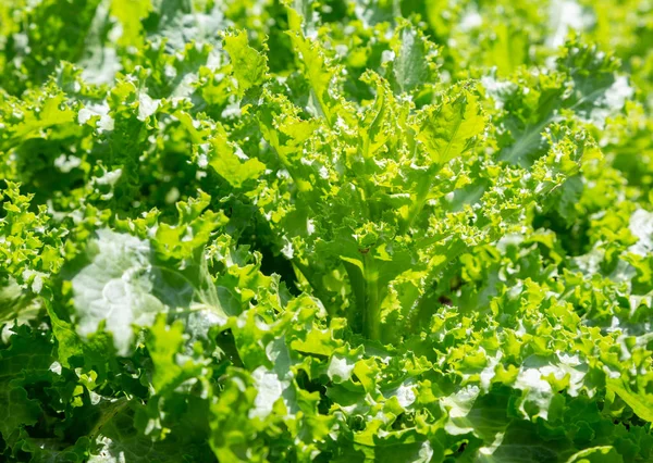 Helder Groene Andijvie Salade Groente Stockafbeelding