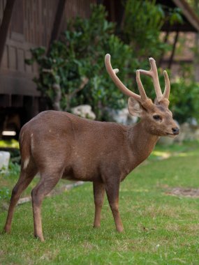hayvan yaban hayatı kavramı. açık hayvanat bahçesinde bir çim alanında geyik