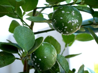 Mealybugs, limon ağacı üzerinde zararlıları kabul. Mealybugs familyapseudococcidae böcekler