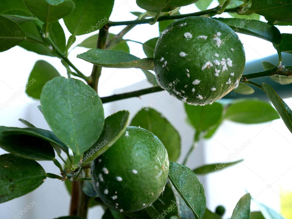 Mealybugs, considered pests on lemon tree. Mealybugs are insects in the family Pseudococcidae