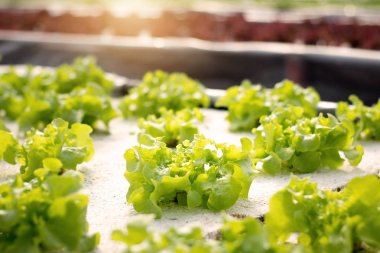 Sebze hidroponik. Mineral besin solüsyonlarını kullanarak bitkilerin yetiştirimi nin hidroponik yöntemi, suda, topraksız. Hydroponics tesisini kapatın.