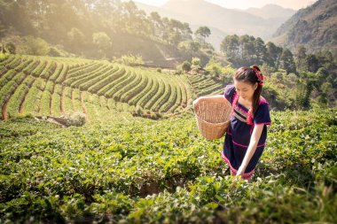 Taylandlı genç Asyalı kadınlar çay tarlasında çay yaprağı topluyorlar. Sabahları Chui Fong, Chiang Rai, Tayland 'da. 20 'li yaşlarında güzel bir Asyalı kadın model..