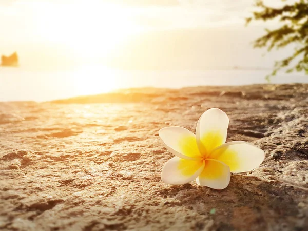 Frangipani, Plumeria bloem op de vloer met zonsondergang achtergrond aan het strand — Stockfoto