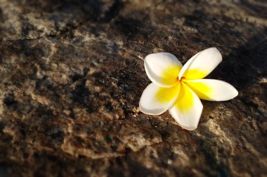 Frangipani, Plumeria çiçeği deniz sahilinde günbatımı arka planında