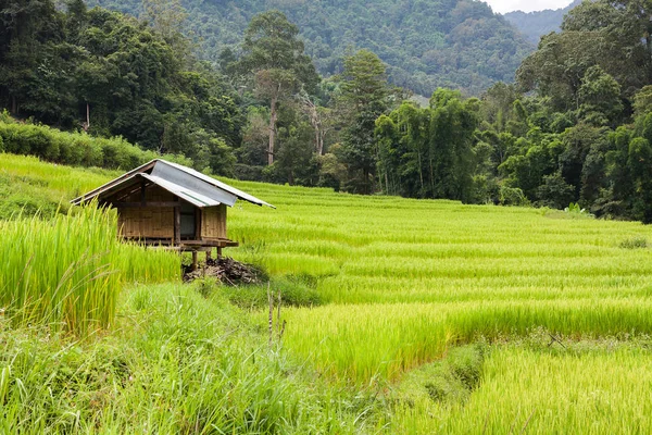 Zeleně terasovité rýžové pole s malou chýší na venkově v Chiang Mai v Thajsku. Pohled na hory na pozadí. Prostý život venkovských lidí v Asii — Stock fotografie