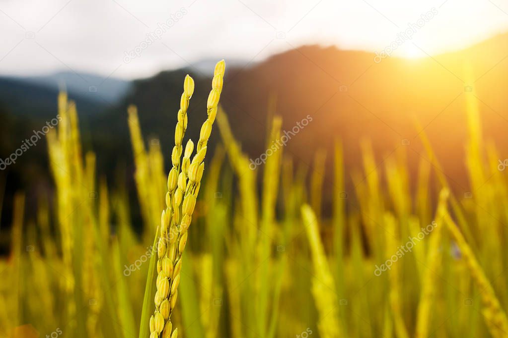 close up of golden paddy rice in the rice field with morning light