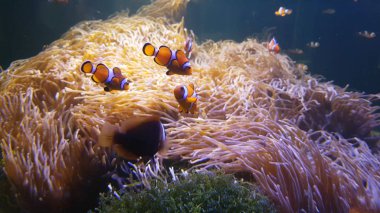 Renkli sağlıklı mercan resifi üzerinde denizde anemon yüzen Nemo palyaço balık. Anemonefish nemo grubu sualtı yüzme.