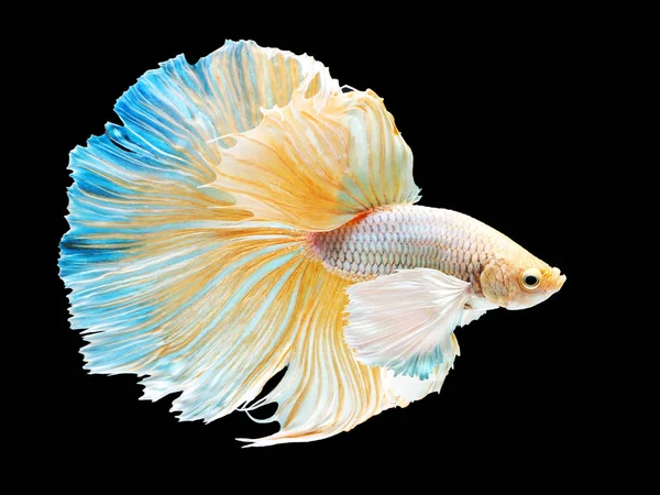 Beautiful white Thai fighting fish swimming with long fins and long tail gene. fighting fish isolated on black background. — Stock fotografie