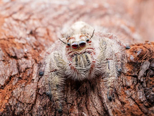 Makro ölçekli Tayland örümcek atlama yakın — Stok fotoğraf