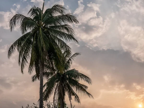 Kokospalmen vertrekken bij zonsondergang met hemel achtergrond, zomer tropisch landschap achtergrond — Stockfoto