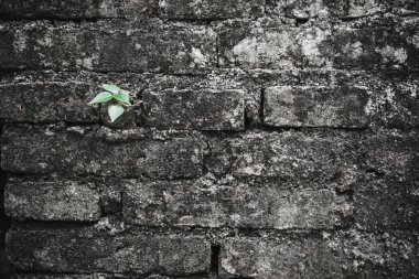 renk etkisi ile eski çatlak tuğla kadar küçük yeşil ağaç büyüme. yaşam ve çevre kavramı