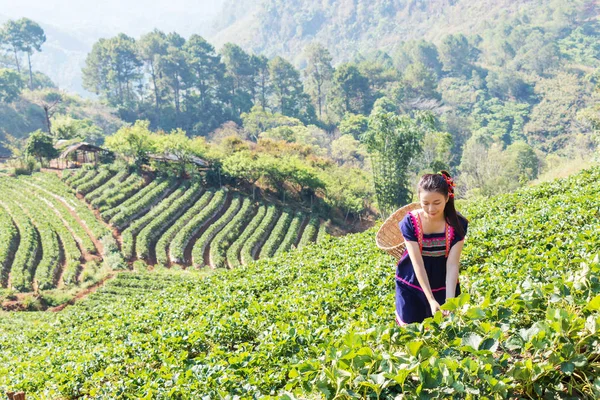 Young Tribal Asian women from Thailand picking tea leaves on tea field plantation in the morning at doi ang khang national park , Chiang Mai, Thailand. Beautiful Asia female model in her 30s.