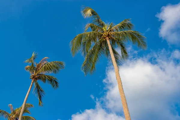 Kokosnoot palmbomen tegen de blauwe lucht — Stockfoto