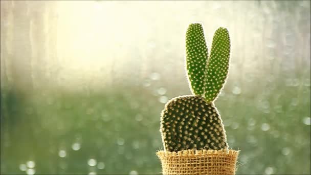 Cactus Frente Gotas Lluvia Cayendo Sobre Una Ventana Con Luz — Vídeos de Stock