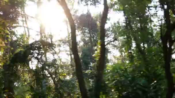 Images Conduite Une Voiture Sur Une Route Rurale Bordée Arbres — Video