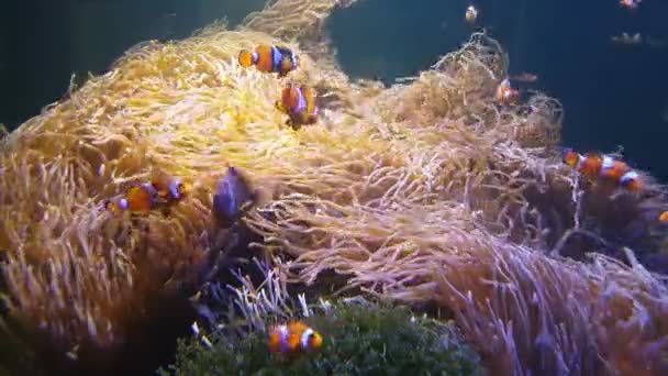 Nemo Clownfische Schwimmen Der Seeanemone Auf Dem Farbenfrohen Gesunden Korallenriff — Stockvideo