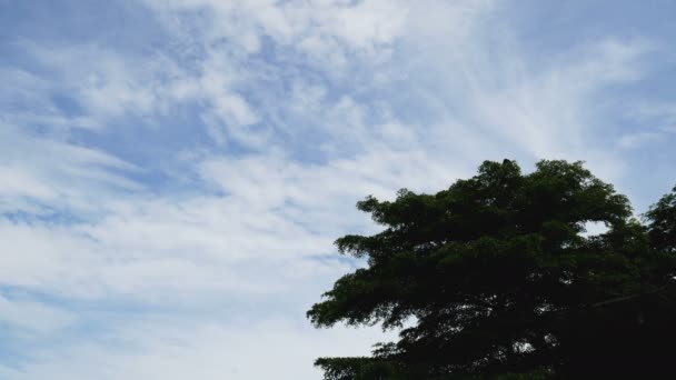 Couple Pélicans Oiseau Voler Partir Haut Arbre Vert Pélican Oiseau — Video