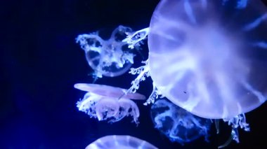 Akvaryum havuzunda yüzen floresan denizanası 4k. şeffaf denizanası su altı görüntüleri ve suda dolaşan parlayan medusa. deniz yaşamı duvar kağıdı arka plan.