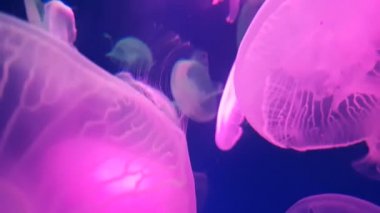 4k. akvaryum havuzunda floresan pembe denizanası yüzme grubu. parlak Medusa suda hareketli şeffaf denizanası sualtı görüntüleri. deniz hayatı duvar kağıdı arka plan.