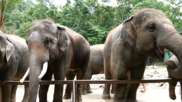 Bilder Grupp Asiatisk Elefant Zooen — Stockvideo