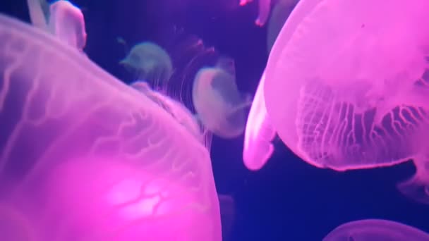 水族館プールで泳ぐ蛍光ピンククラゲの4K グループ 水の中を動き回る光るメデューサと透明クラゲの水中映像 海洋生物の壁紙の背景 — ストック動画