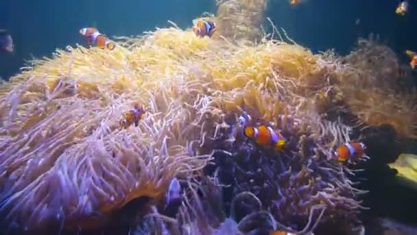 Němý Klaun Koupe Mořském Anemonu Barevném Zdravém Korálovém Útesu Anemonefishská — Stock video