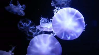 Akvaryum havuzunda yüzen floresan denizanası 4k. şeffaf denizanası su altı görüntüleri ve suda dolaşan parlayan medusa. deniz yaşamı duvar kağıdı arka plan.