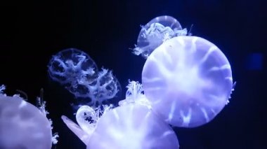 Akvaryum havuzunda yüzen floresan denizanası 4k. şeffaf denizanası su altı görüntüleri ve suda dolaşan parlayan medusa. deniz yaşamı duvar kağıdı arka plan.
