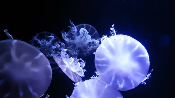 水族館プールで泳ぐ蛍光クラゲの4K グループ 水の中を動き回る光るメデューサと透明クラゲの水中映像 海洋生物の壁紙の背景 — ストック動画