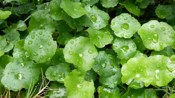 Full Зеленый Лист Каплей Дождевой Воды Зеленом Фоне Зеленая Природа — стоковое видео