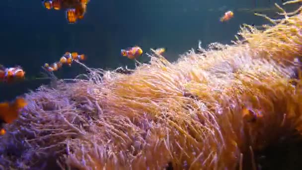 Nemo Clownfische Schwimmen Der Seeanemone Auf Dem Farbenfrohen Gesunden Korallenriff — Stockvideo