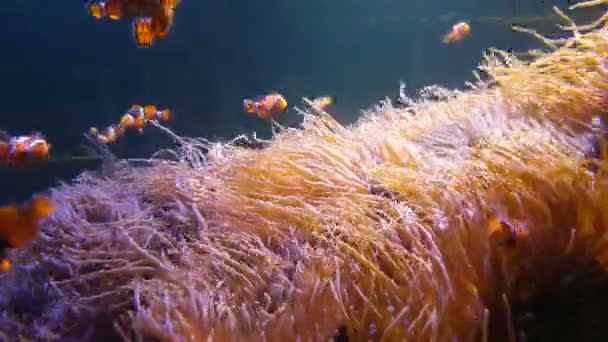 Nemo Peixe Palhaço Nadando Mar Anêmona Recife Coral Saudável Colorido — Vídeo de Stock