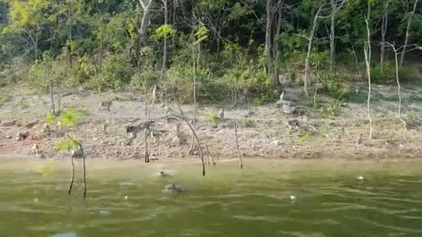 Touristen Füttern Affen Auf Der Insel Vom Boot Aus Die — Stockvideo