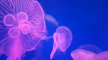4k. akvaryum havuzunda floresan pembe denizanası yüzme grubu. parlak Medusa suda hareketli şeffaf denizanası sualtı görüntüleri. deniz hayatı duvar kağıdı arka plan.